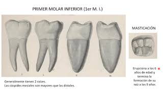 1er Molar Inferior [upl. by Saval]