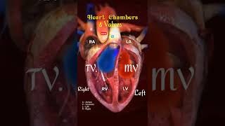 Heart chamber and Heart valves l heart shorts [upl. by Calise]