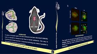 Acupuncture technology for lymphatic delivery of liposomes to mouse brain tissue DaniltsevaV SGU [upl. by Nitsugua]