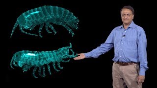 Nipam Patel MBL 3 Homeotic Hox Genes and Evolution of Crustacean Body Plan [upl. by Eeliak562]