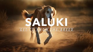 The Saluki The Ancient Dog That Roamed With Kings [upl. by Egni557]