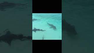 Exuma sharks Bahamas 2 [upl. by Limbert]