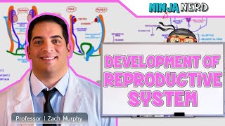 Embryology  Development of Reproductive System [upl. by Whitford]