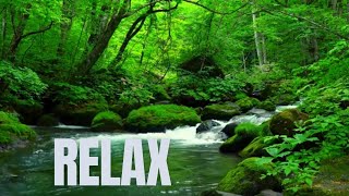 ☘️ Sound of waterfall and forest animals  HD  Relax meditate and sleep [upl. by Lossa]