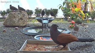 🔴 LIVE 4K Backyard Bird Feeder amp Wild Animal Cam  Relaxing Music  Phuket Thailand [upl. by Nytsrik]