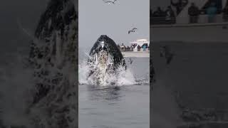 What Happened in Whale 🐋 End Time  shorts whale [upl. by Olympias230]