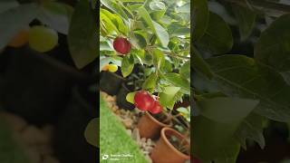 My Cherry Bonsai 🍒🍒 houseplant indoorplants nature garden cherry bonsai bonsaitree [upl. by Bickart]