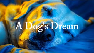 A Dogs Dream [upl. by Franck274]