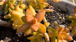 How I Propagated My Coppertone Stonecrop Plant [upl. by Jacinta]