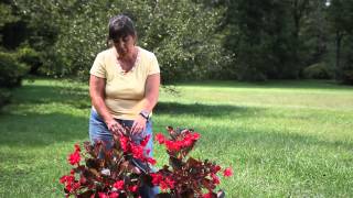 How to Identify a Begonia  Begonias [upl. by Fabiano957]