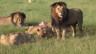 Lion pride with kill elephants with their babies Kenyan safari [upl. by Erastes]