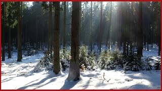 Morgens im Taunus kleine Winterwanderung  Limeserlebnispfad Impressionen [upl. by Udale302]