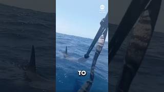 Hammerhead Shark vs kayaker [upl. by Jackie238]