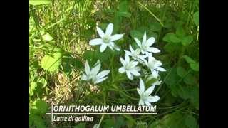 Ornithogalum Umbellatum  Fiori e piante della montagna bellunese 14072014 [upl. by Leryt23]