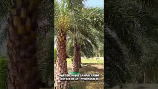 Copernicia alba Wax palm Best palm for desert climate shorts [upl. by Hessler]