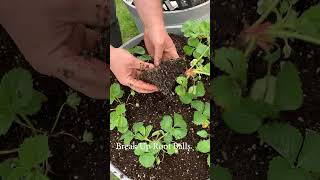 Planting Strawberries In Containers [upl. by Odelle]