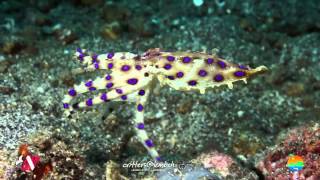 2012 Cephalopod Highlights [upl. by Nosneb276]