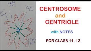 CENTROSOME and CENTRIOLES  Class 11 12 [upl. by Iruam64]