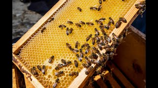 Bees sweeten farm life for Waianae family [upl. by Neiv688]