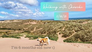 Walking on the beach with Chowski Puppy  Dog friendly beach in Scotland [upl. by Notgnirrab]