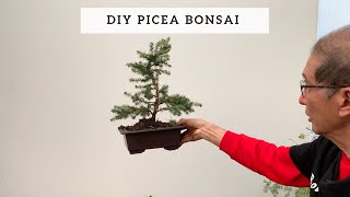 DIY Picea Bonsai [upl. by Gaultiero]