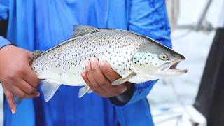 Brown Trout Fishing in Oswego County [upl. by Ahsinav251]