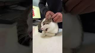 Cat vaccinations cat kittycat funny funnycat fyp cats pet funnypets [upl. by Lucie185]