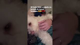 toby pets perros puppy fypシ゚viral [upl. by Neelhsa133]