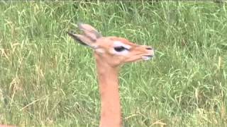 Threes Company in Denver Zoos Gerenuk Yard [upl. by Emerald]