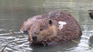 What Sound Does a Beaver Make Turn it Up to Hear Them Talk [upl. by Ahab]