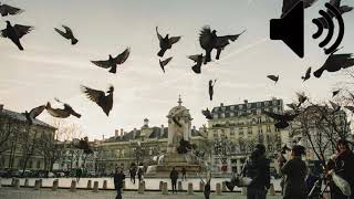 Pigeons Flying Away sound effect Royalty Free [upl. by Furey]