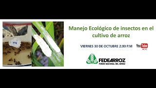 WEBINAR  Manejo Ecológico de insectos en el cultivo de arroz [upl. by Correy165]