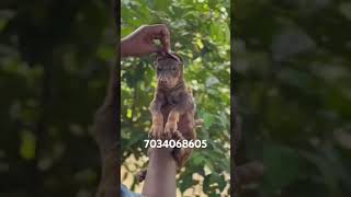 Doberman puppies for sale keralatrivandrum Doberman puppy for saleall kerala delivery puppy [upl. by Teteak]