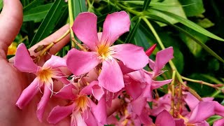 ❄🌺TOXIC BEAUTY GROWING OLEANDER amp COLD CLIMATE CARE  COLD HARDY [upl. by Ellerehs]