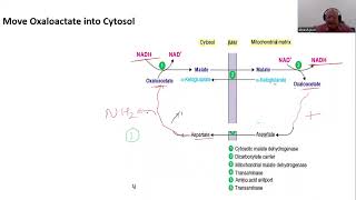 Transport across Mitochondrial Membrane II MalateAspartate Shuttle [upl. by Sinnaoi]