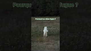 🐾 Pourquoi ton chien fugue  🐕💨 [upl. by Eleon396]