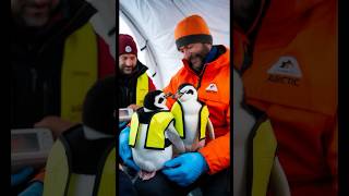 A touching story about penguin chicks being rescued by humans before released back to nature [upl. by Wiatt]