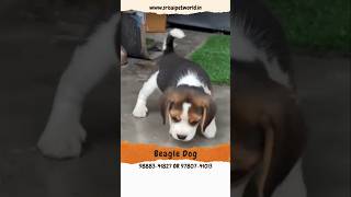 Beagle Dog in Jalandhar and Chandigarh beagle pets doglover [upl. by Enneiluj]