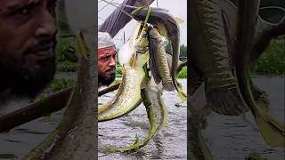 Asian Country Fishing shorts  Amazing Rural Fishing Video 🐟 Best Asian Fishing Technique shorts [upl. by Asiil810]