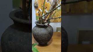 Japanese plum blossoms and vase [upl. by Hutton]