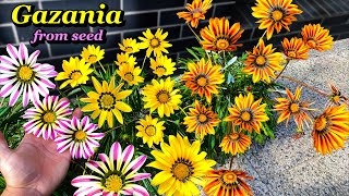 Growing Gazania Flowers from Seed  Step by Step [upl. by Ahcsat513]