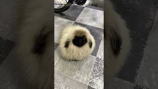 Meet the FLUFFIEST Pekingese Puffball Youve Ever Seen [upl. by Neel]