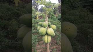 Papita ka ped shorts farming ytshorts villagelife [upl. by Oiruam296]