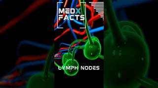 Lymph Nodes explained immunesystem shorts [upl. by Rockey]