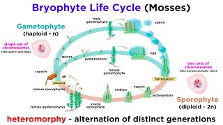 Bryophytes and the Life Cycle of Plants [upl. by Nema]