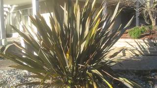 New Zealand Flax  Canada [upl. by Fabrianna]