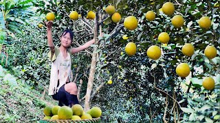 Orphaned girl goes to the mountain to pick oranges to sell for a living [upl. by Aicercal305]