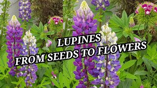 Growing Lupines from seeds to flowers how to grow Lupines perennial flowering plants in home garden [upl. by Ellehsar]