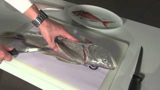 How To Fillet Fish Mulloway [upl. by Ettelloc]