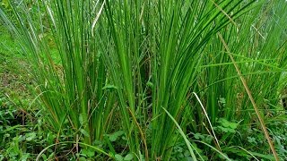 Características del Vetiver y su Importancia para el Cuidado del Agua TvAgro por Juan Gonzalo Angel [upl. by Macur]